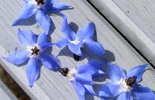 Gurkört, ätliga blombladen